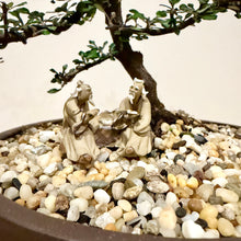 Load image into Gallery viewer, Corokia Cotoneaster
