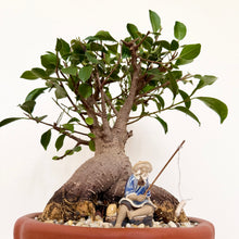 Load image into Gallery viewer, Ficus Bonsai
