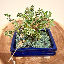 Load image into Gallery viewer, Variegated Serissa Snow Rose
