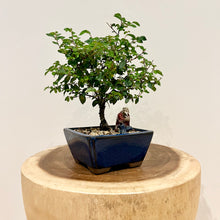 Load image into Gallery viewer, Chinese Elm
