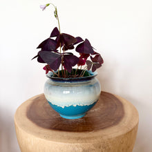 Load image into Gallery viewer, Oxalis Triangularis
