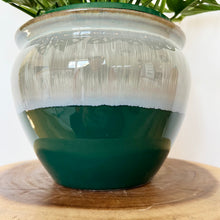 Load image into Gallery viewer, Monstera Swiss Cheese
