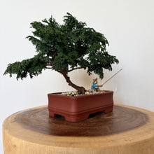 Load image into Gallery viewer, Dwarf Hinoki Cypress
