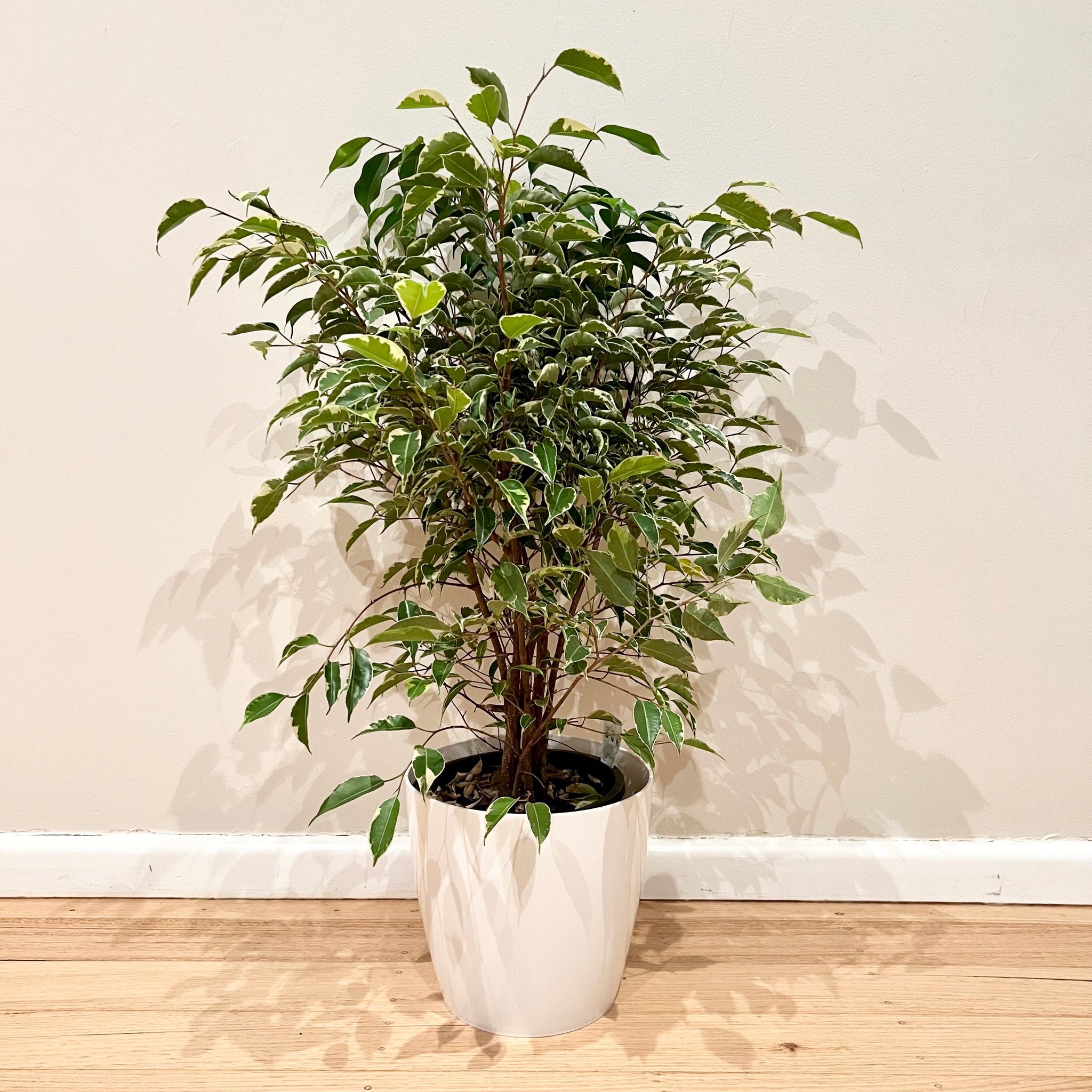 Variegated Ficus Benjamina – B&G Plants and Pottery