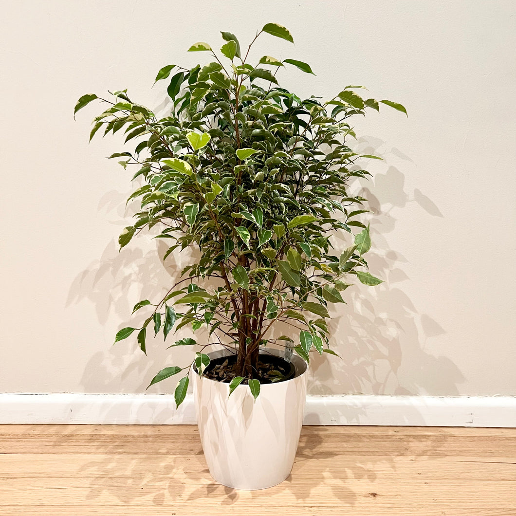 Variegated Ficus Benjamina