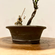 Load image into Gallery viewer, Trident Maple
