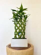 Load image into Gallery viewer, Lucky Bamboo Arrangement
