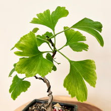 Load image into Gallery viewer, Ginkgo Biloba
