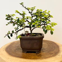 Load image into Gallery viewer, Chinese Elm
