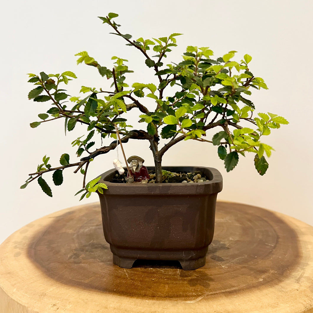 Chinese Elm