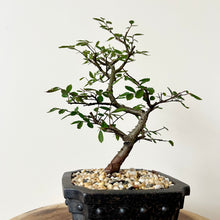 Load image into Gallery viewer, Chinese Elm
