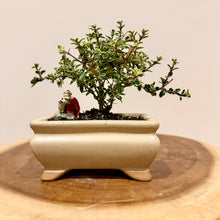 Load image into Gallery viewer, Variegated Serissa Snow Rose
