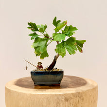 Load image into Gallery viewer, Ginkgo Biloba
