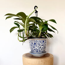 Load image into Gallery viewer, Philodendron Dragon Tail
