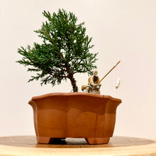 Load image into Gallery viewer, Juniper Shimpaku

