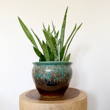Load image into Gallery viewer, Sansevieria Silver Princess
