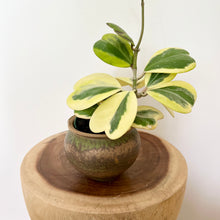 Load image into Gallery viewer, Variegated Hoya Kerrii
