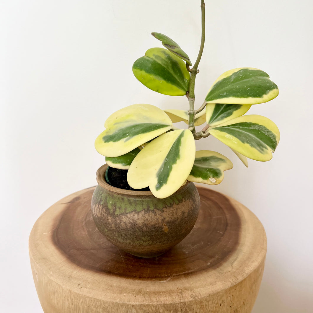 Variegated Hoya Kerrii