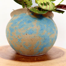 Load image into Gallery viewer, Red Vein Maranta
