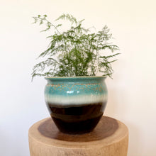 Load image into Gallery viewer, Asparagus Fern
