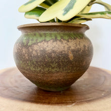 Load image into Gallery viewer, Variegated Hoya Kerrii
