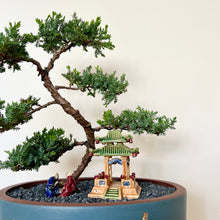 Load image into Gallery viewer, Juniper Squamata (Large)
