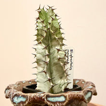 Load image into Gallery viewer, Euphorbia Ammak Variegata

