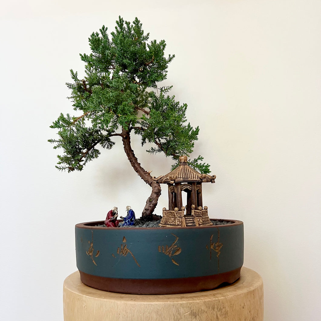 Juniper Squamata (Large)
