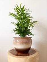 Load image into Gallery viewer, Parlour Palm
