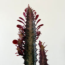 Load image into Gallery viewer, Red Euphorbia Trigona
