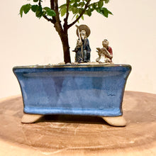 Load image into Gallery viewer, Chinese Elm
