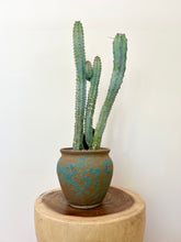 Load image into Gallery viewer, Blue Torch Cactus
