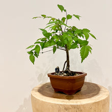 Load image into Gallery viewer, Japanese Elm
