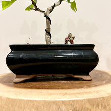 Load image into Gallery viewer, Ginkgo Biloba
