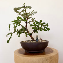 Load image into Gallery viewer, Banksia Serrata
