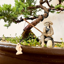 Load image into Gallery viewer, Juniper Squamata
