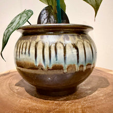 Load image into Gallery viewer, Philodendron Brandtianum
