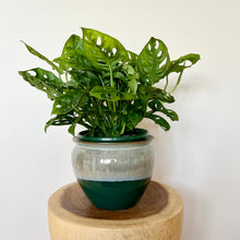 Load image into Gallery viewer, Monstera Swiss Cheese

