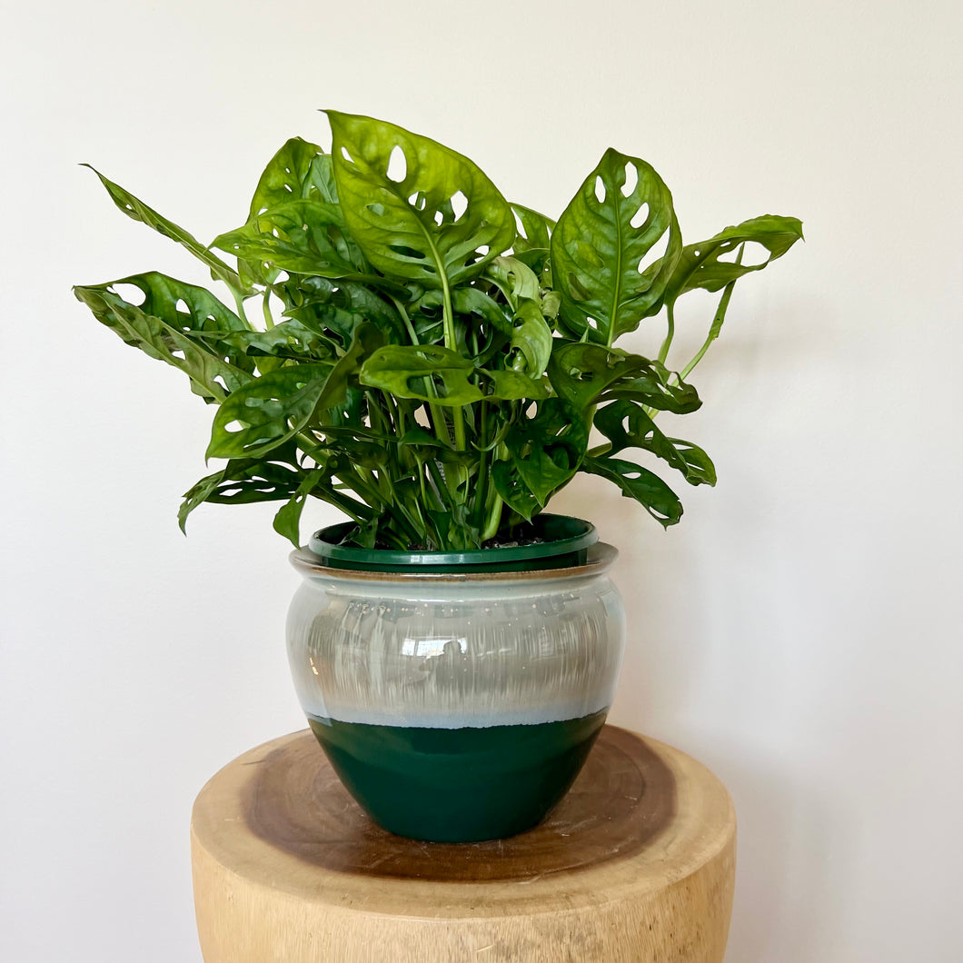 Monstera Swiss Cheese
