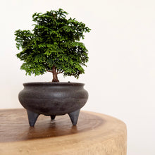 Load image into Gallery viewer, Hinoki Cypress

