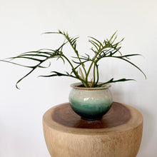Load image into Gallery viewer, Philodendron Tortum
