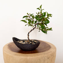 Load image into Gallery viewer, Lilly Pilly
