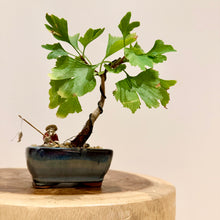 Load image into Gallery viewer, Ginkgo Biloba
