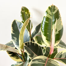 Load image into Gallery viewer, Ficus Tineke with Cover Pot
