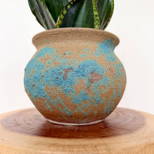 Load image into Gallery viewer, Sansevieria Whitney Hahnii
