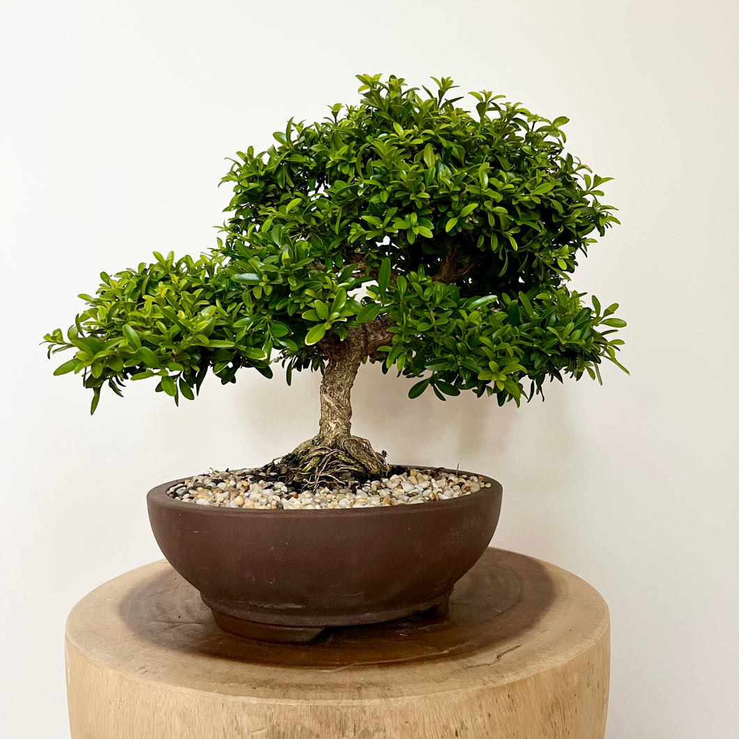 Japanese Kingsville Buxus