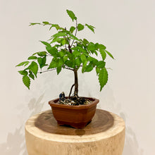 Load image into Gallery viewer, Japanese Elm
