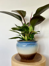 Load image into Gallery viewer, Philodendron Birkin
