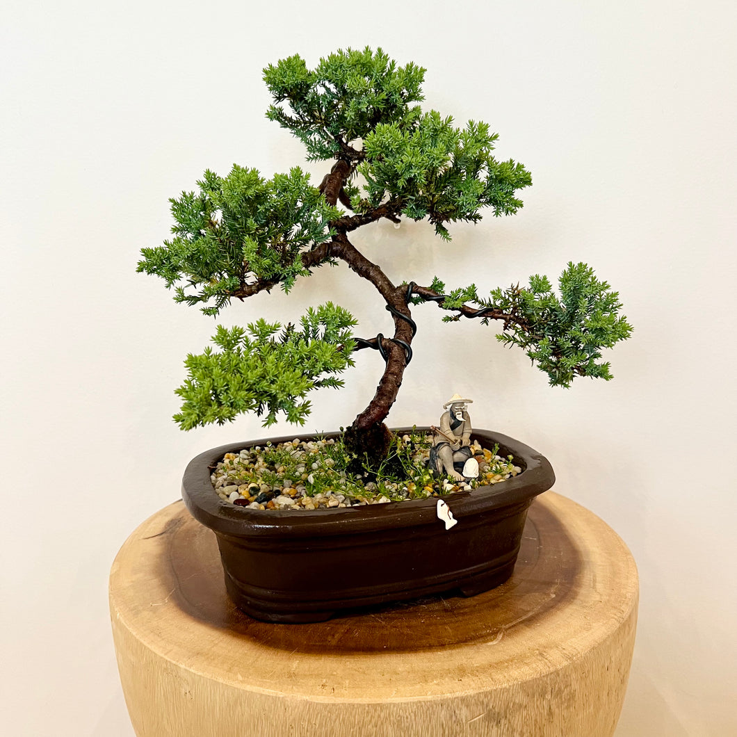 Juniper Squamata