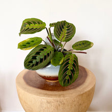 Load image into Gallery viewer, Red Vein Maranta

